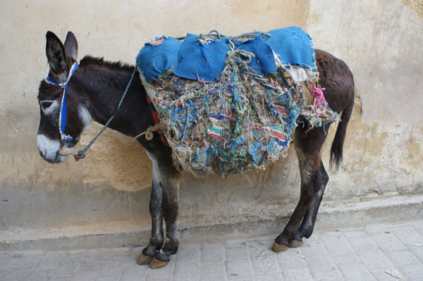 Mimarlık ve Tasarım Fakültesi FAS Teknik Gezisi-2010
