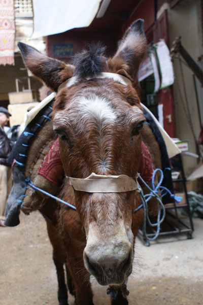 Mimarlık ve Tasarım Fakültesi FAS Teknik Gezisi-2010