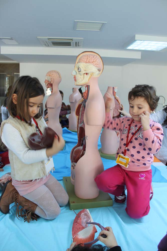 Anaokulu Çocukları Anatomiyi Öğrendi