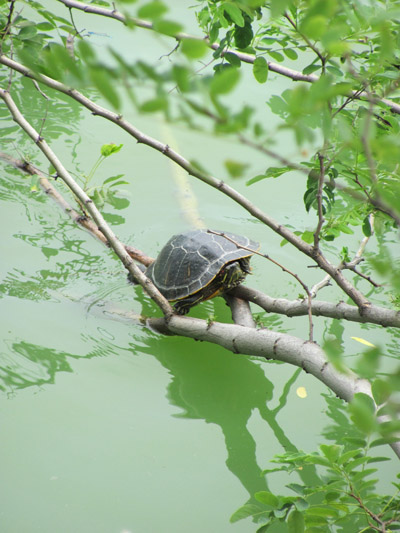 Mimarlık ve Tasarım Fakültesi ABD 2012