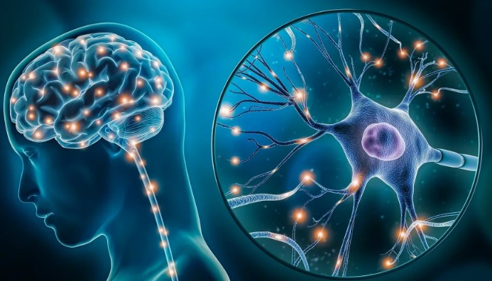 Hekimlere ve Sağlık Profesyonellerine Vagus Sinir Uyarımı Eğitimi